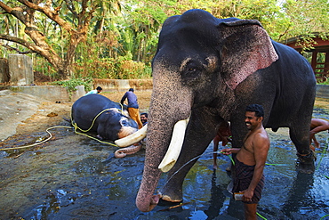 Guruvayur, elephant center, training for the temple parade, Kerala, India, Asia