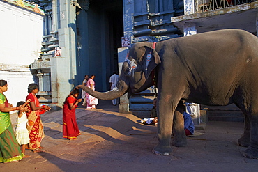 Elephant benediction, Kamakshi Amman, Kanchipuram, Tamil Nadu, India, Asia