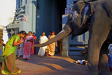 Elephant benediction, Kamakshi Amman, Kanchipuram, Tamil Nadu, India, Asia