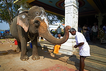 Benediction of elephant, Sri Jambukeshwara temple, Tiruchirappalli (Trichy), Tamil Nadu, India, Asia