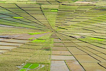 Rice field in spider's web shape, Region of Ruteng, Flores Island, Indonesia, Southeast Asia, Asia