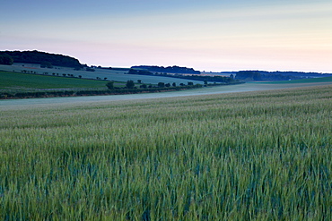 A summer dawn in the North Norfolk countryside near Burnham Market, Norfolk, England, United Kingdom, Europe