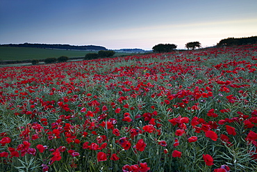 A summer dawn in the North Norfolk countryside near Burnham Market, Norfolk, England, United Kingdom, Europe