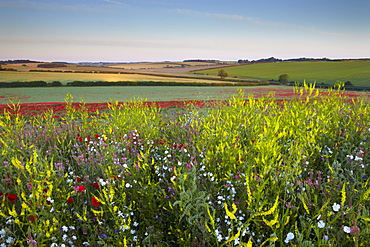 A beautiful field of wild flowers and poppies on a summer morning near Burnham Market, Norfolk, England, United Kingdom, Europe