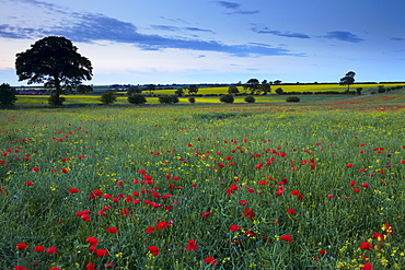 Summer twilight in countryside near Ringstead, Norfolk, England, United Kingdom, Europe