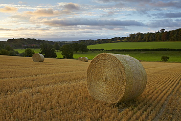 A summer morning in the countryside at Stiffkey, Norfolk, England, United Kingdom, Europe