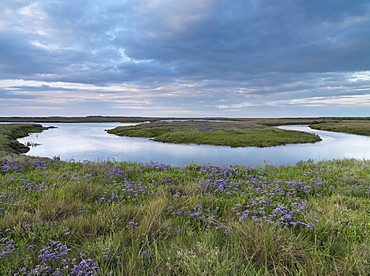 Sea lavender on the saltmarshes at Burnham Deepdale, Norfolk, England, United Kingdom, Europe