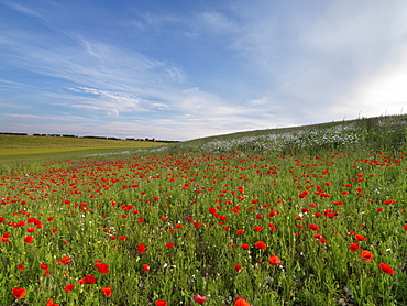 A poppy field near Burnham Market, Norfolk, England, United Kingdom, Europe