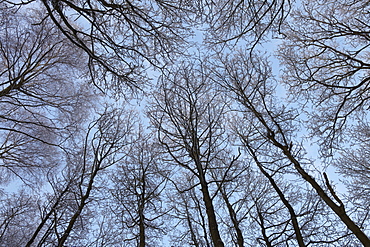 The tree canopy in woodland at Strumpshaw Fen, Norfolk, England, United Kingdom, Europe