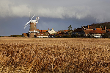 A bright winter day looking across the reedbeds towards Cley Mill at Cley next the Sea, Norfolk, England, United Kingdom, Europe