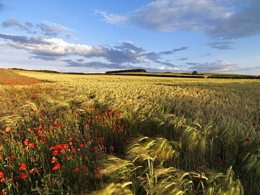 A summer view of the countryside near Burnham Market, Norfolk, England, United Kingdom, Europe