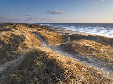 Beautiful light on the dunes on a winter morning at Winterton, Norfolk, England, United Kingdom, Europe