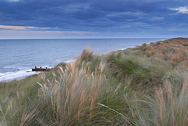 The dunes at Horsey on a summer evening, Horsey, Norfolk, England, United Kingdom, Europe