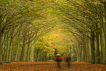 Autumn colours at Felbrigg Woods, Norfolk, England, United Kingdom, Europe