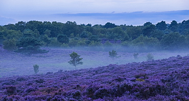 Wonderful heather colours at Dunwich Heath, Suffolk, England, United Kingdom, Europe