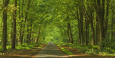 A view of Bakers Belt near New Holkham, Norfolk, England, United Kingdom, Europe