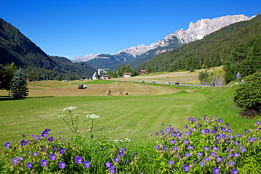 Hay field near Canazei, Canazei, Trentino-Alto Adige, Italy, Europe