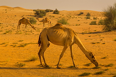 Racing camels raised in the Dubai Desert, Dubai, United Aran Emirates, Middle East