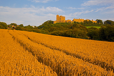 Bolsover Castle and corn field at sunset, Bolsover, Derbyshire, England, United Kingdom, Europe