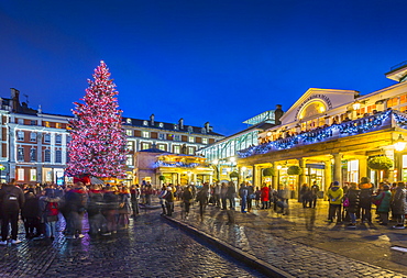 View of Christmas Tree in Covent Garden at dusk, London, England, United Kingdom, Europe