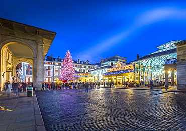 View of Christmas Tree and St. Paul's Church in Covent Garden at dusk, London, England, United Kingdom, Europe