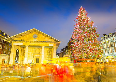 View of Christmas Tree and St. Paul's Church in Covent Garden at dusk, London, England, United Kingdom, Europe