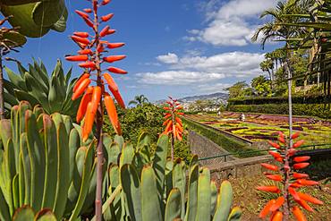 View of exotic flowers in the Botanical Gardens, Funchal, Madeira, Portugal, Atlantic, Europe