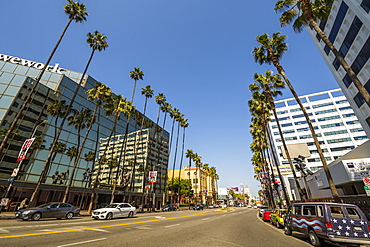 Palm trees and contemporary architecture on Hollywood Boulevard, Los Angeles, California, United States of America, North America