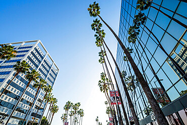 View of palm trees and contemporary architecture on Hollywood Boulevard, Los Angeles, California, United States of America, North America