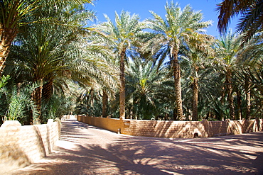 Oasis, Al Ain, Abu Dhabi, United Arab Emirates, Middle East 