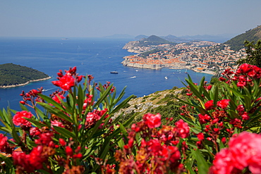 View of Old Town from above town, UNESCO World Heritage Site, Dubrovnik, Dalmatian Coast, Dalmatia, Croatia, Europe 