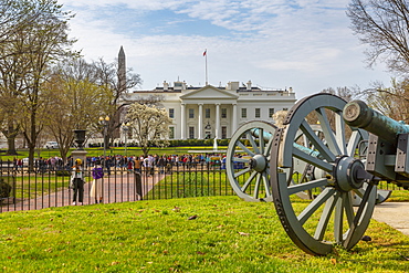 View of the White House and spring blossom in Lafayette Square, Washington D.C., United States of America, North America