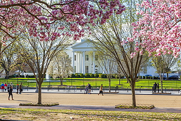 View of The White House and spring blossom in Lafayette Square, Washington D.C., United States of America, North America