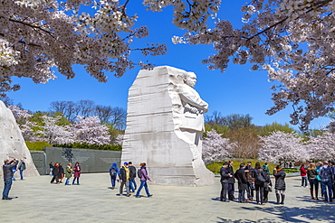 View of the Martin Luther King Jr. Memorial and cherry blossom trees in Spring, Washington D.C., United States of America, North America