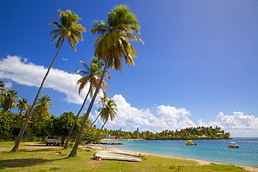 Palm trees and beach, Morris Bay, St. Mary, Antigua, Leeward Islands, West Indies, Caribbean, Central America