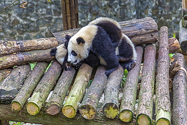 View of Giant Pandas in the Dujiangyan Panda Base, Chengdu, Sichuan Province, People's Republic of China, Asia