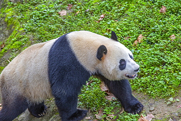 View of Giant Panda in the Dujiangyan Panda Base, Chengdu, Sichuan Province, People's Republic of China, Asia