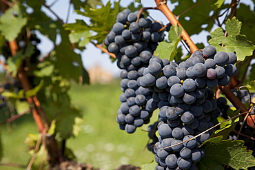 Vineyard near Parma, Emilia Romagna, Italy, Europe