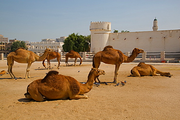 Camels in Camel Souq, Waqif Souq, Doha, Qatar, Middle East