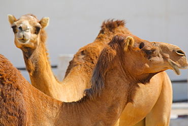 Camels in Camel Souq, Waqif Souq, Doha, Qatar, Middle East