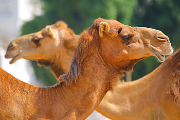 Camels in Camel Souq, Waqif Souq, Doha, Qatar, Middle East