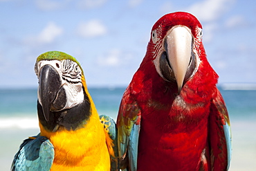 Colourful parrots, Punta Cana, Dominican Republic, West Indies, Caribbean, Central America