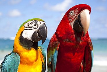 Colourful parrots, Punta Cana, Dominican Republic, West Indies, Caribbean, Central America