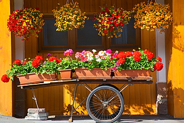 Flowers on trolley, Arabba, Belluno Province, Trento, Italy, Europe