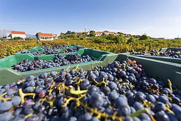 Grape crop harvest and vineyard, Lumbarda, Korcula, Dubrovnik-Neretva County, Dalmatia, Croatia, Europe