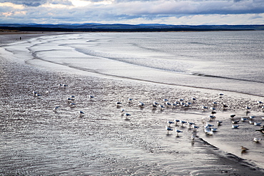 West Sands at dusk, St Andrews, Fife, Scotland