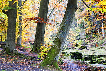 Autumn trees by The Strid in Strid Wood, Bolton Abbey, Yorkshire, England, United Kingdom, Europe