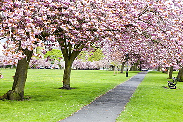 Cherry blossom on The Stray in spring, Harrogate, North Yorkshire, Yorkshire, England, United Kingdom, Europe