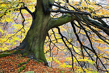 Autumn tree, Bolton Abbey, Yorkshire, England, United Kingdom, Europe