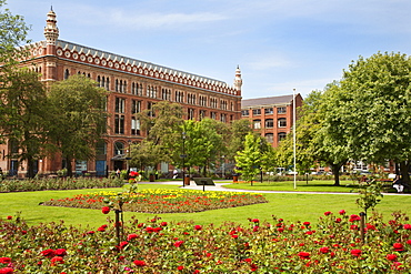 Roses in bloom in Park Square, Leeds, West Yorkshire, Yorkshire, England, United Kingdom, Europe